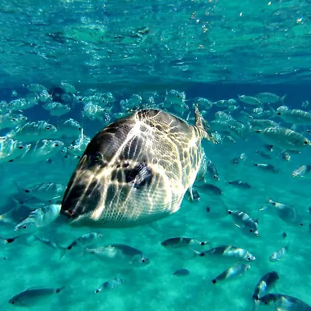 Giulia Vacation Ever Feriehus *